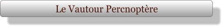 Le Vautour Percnoptère