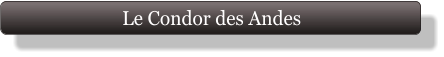 Le Condor des Andes