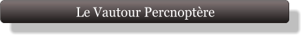 Le Vautour Percnoptère