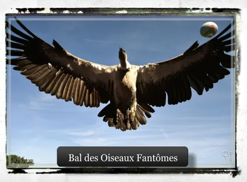 Bal des Oiseaux Fantômes Bal des Oiseaux Fantômes