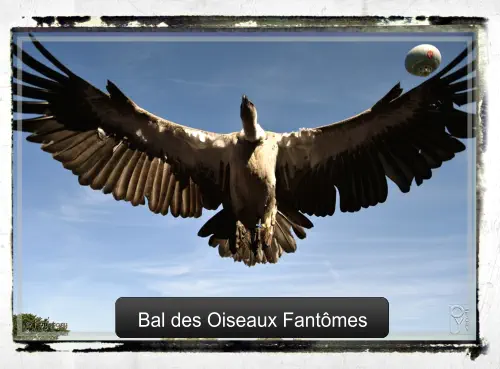 Bal des Oiseaux Fantômes Bal des Oiseaux Fantômes