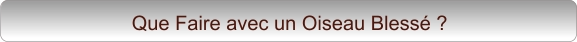 Que Faire avec un Oiseau Blessé ?