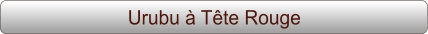 Urubu à Tête Rouge