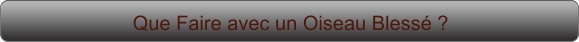 Que Faire avec un Oiseau Blessé ?