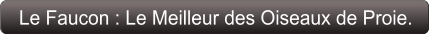 Le Faucon : Le Meilleur des Oiseaux de Proie.