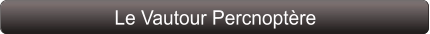 Le Vautour Percnoptère
