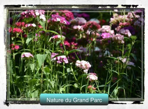 Nature du Grand Parc Nature du Grand Parc