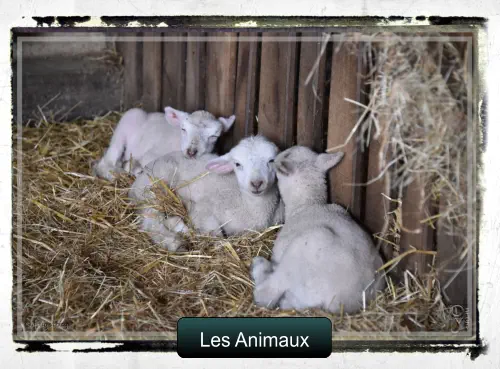 Les Animaux Les Animaux