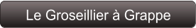 Le Groseillier à Grappe